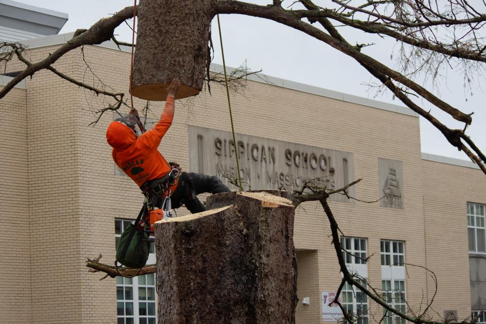 In January, the over 100-year-old Norway Spruce tree in front of Sippican School was deemed a “hazard” after it was struck by lightning. Here, Harry Harmon stabilizes a portion of the tree after making the second-to-last cut of the job. Photo by Sawyer Smook-Pollitt